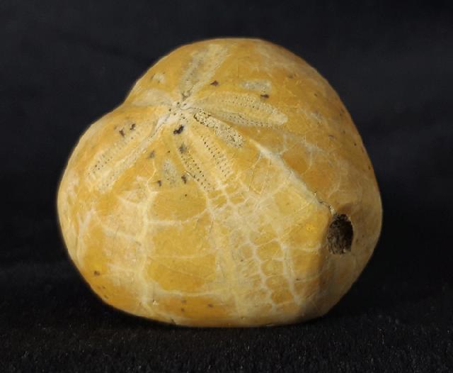 Plesiaster tranghayensis (LAMBERT 1936) - Bild &copy; FossNet FossilienStore